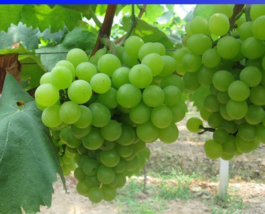 “ 15 PCS seeds Heirloom Fragrant Sweet Green Grape Organic Seeds GIM “ - £7.88 GBP
