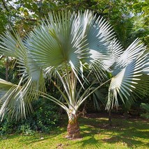 50 Windmill Fan Palm Tree Seeds (Trachycarpus Fortunei) Cold Hardy Palm Plant Fr - £48.68 GBP