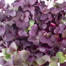 Purple Radish MICROGREEN Seeds 25 Seeds - £7.84 GBP
