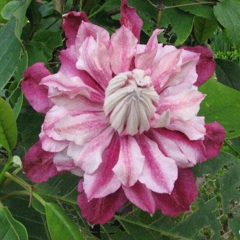 25 Patricia Clematis Seeds Climbing Perennial Plumeria Bloom Seed 7 Fres... - $9.78