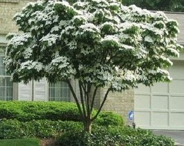 USA Seller 7 Chinese Kousa Dogwood Tree Seeds Fast Shipping - £12.66 GBP