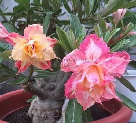 2 PCS Seeds Middle Colorful Grafting Adenium Obesum Desert Rose Item image 4