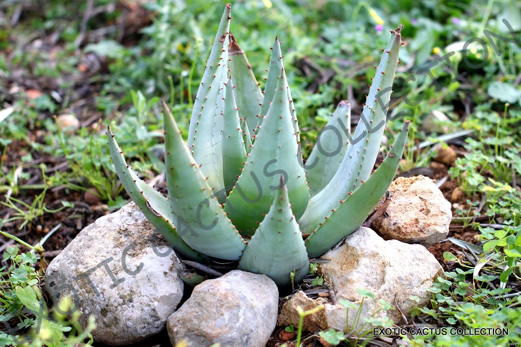 RARE ALOE REITZII exotic Silver Gray color succulent cactus red seed - 3... - $13.63