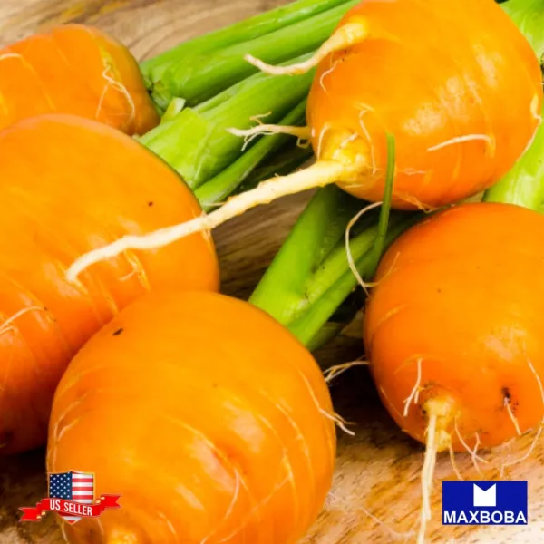 Carrot 275 Seeds Parisian Non-Gmo Heirloom Vegetable Fresh - £5.53 GBP