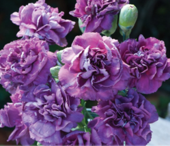 50 seeds the Rarest Dianthus &#39;Purple Rain&#39; Carnation Flower Seeds - £8.65 GBP