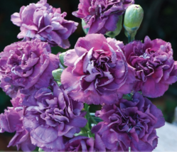 50 seeds the Rarest Dianthus &#39;Purple Rain&#39; Carnation Flower Seeds - £8.26 GBP