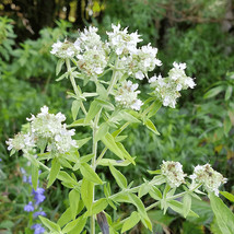 650 Mountain Mint Seeds Pycnanthemum Pilosum Garden - £5.17 GBP