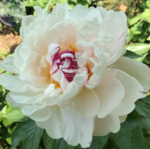 SEED &#39;Yidianhong&#39; Cream White Peony Flowers with Dark Red centre Flower ... - £3.16 GBP