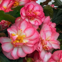 Begonia Seeds Joy Nonstop Rose Picotee Trailing 15 Thru 100 Pelleted Seeds New F - £10.53 GBP