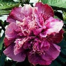 LWSTORE Double Pink Purple Hibiscus 20 Seeds Tropical Flowers Big Blooms USPS Sh - £6.58 GBP