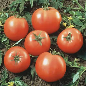 50 Seeds Early Goliath Tomato Juicy Tomatoe Vegetable Edible Food Fresh ... - $9.32