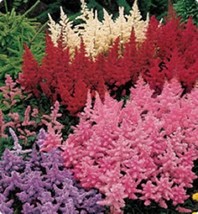 25 Astilbe Mix Flower Seeds PerennalFrom US  - $8.35