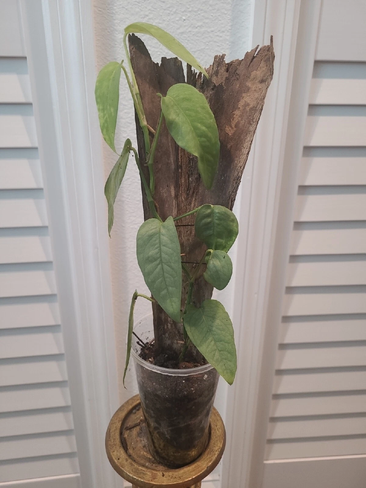 Cebu Blue Pothos Epipremnum Pinnatum Plant fully rooted 3.5&quot; pot Mounted - $35.47