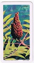 Brooke Bond Red Rose Tea Card #38 Staghorn Sumac Trees Of North America - $0.98
