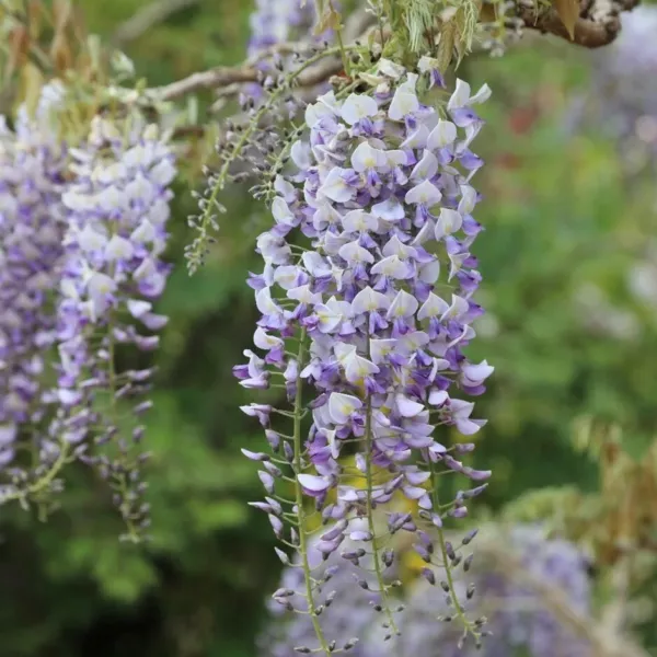 5 Domino Wisteria Seeds Vine Climbing Flower Seed 990 Fresh Garden USA Shipping - $8.98