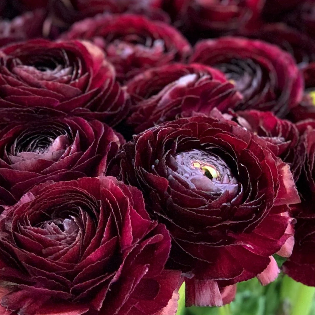 Double Ranunculus Asiaticus Flower Plant, 100 SEEDS D - $14.35