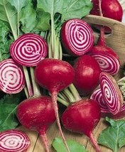 Beet Chioggia Great Heirloom Vegetable 300 Seeds Fresh Gardening USA SELLER - $15.90