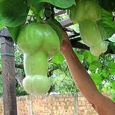 50 seeds Magic Pumpkin Seeds Item image 3
