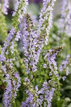 FREE SHIPPING 50 Crystal Blue Salvia Seeds Flower Seed Perennial Flowers Bee - £13.54 GBP