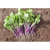 Triton Purple Sprouting Radish Seeds Gardening Easy Grow USA SHIPPING - $5.60