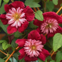 25 Pc Seeds Double Red Purple Clematis Flower, Clematis Seeds for Planting | RK - £12.61 GBP