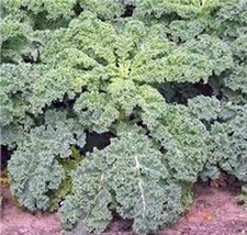 PWO Kale Seed, Dwarf Siberian,  Heirloom, Non Gmo, 1000 Seeds, Healthy Green - $14.94