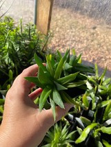 Succulent Bergeranthus Multiceps Succulent Green 3 Inch Pot Live Plant - £7.90 GBP