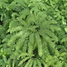 3 Maidenhair Fern Plant Bare Root Adiantum Diaphanum Organic Roots Fresh... - $13.40