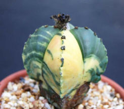10 Seeds Astrophytum Myriostigma Cuadricostatum Variegated Cactus Cacti Seed - £14.06 GBP