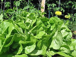 Lettuce Seed, Bibb Leaf Lettuce, Heirloom, Non GMO, Organic, 25+ Seeds, Garden - $5.21