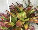 2 pups Bromeliad BROMELIA  Aechmea Violet EXOTIC TROPICAL LANDSCAPE PLAN... - $28.79