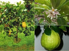 Citron {Citrus Medica} Organic Fragrant  Heirloom 5 Seeds  - £8.77 GBP