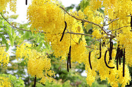 FREE SHIPPING Cassia fistula Canafistula Purging Cassia Golden Rain Tree 10 Seed - £14.38 GBP