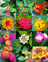 Hot Seeds Flowering Lantana Mix @J@ Shrub Verbenas Butterfly Garden Ham And Eggs - £10.03 GBP