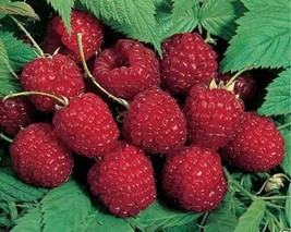 2 Nova Red Raspberry Plants -Super Sweet (2 Lrg 2 Yrs Bare Root Canes) Z... - £21.99 GBP