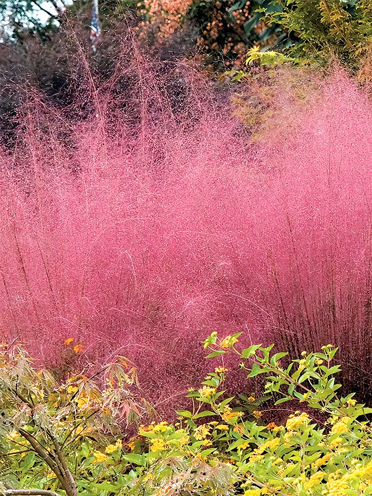 100 seeds Pink Muhly Grass Muhlenbergia Capillaris varieties  - £9.41 GBP