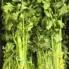 2000 Chinese Celery Seeds, Yellow Stem, NON-GMO, Heirloom - £7.07 GBP