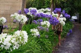 25 Agapanthus White &amp; Purple Mix Lily Of The Nile Flower Seeds Perennial - £14.51 GBP
