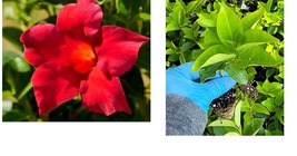 Red Mandevilla Starter Well Rooted Live Plant 5 To 7&quot; TALL~2 Plants Per Order - £22.34 GBP