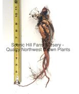 Victoria Rhubarb Large Bareroot Crown Roots- Free Shipping - €17,15 EUR+