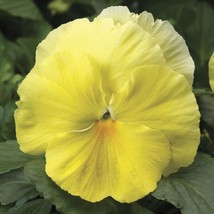 Pansy Seeds Colossus Lemon Shades 50 Seeds Drought   - £17.32 GBP