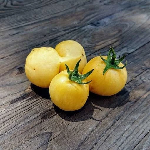 50 Seeds Weissbehaarte Tomato Tomatoe Vegetable Garden Edible Canning - $5.18