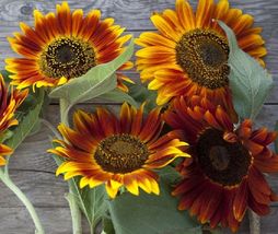 Sunflower Seeds - Vibrant Heirloom Blooms, Autumn Beauty 15 Seeds - £9.55 GBP