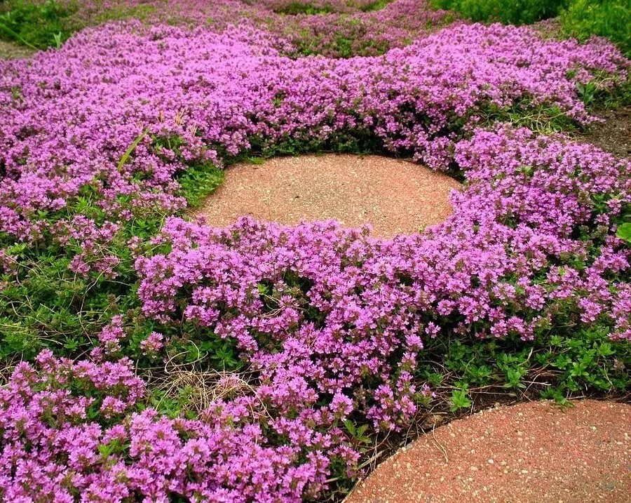 Creeping Thyme 1000 Seeds Thymus Serpyllum Perennial Purple Groundcover From US - £6.24 GBP