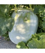 Wax Gourd White Skin Fuzzy Winter MelonWhite Ash Benincasa Hispida Seeds... - $12.71