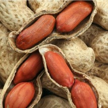 85G Jumbo Bailey Virginia Peanut Seeds For Planting ,Organic Non  Gmo For 2024 F - $11.22