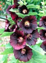 PWO Hollyhock Nigra Alcea Rosea Deep Red Black Fall  Plant Non-Gmo 50 Seed 2023  - £5.62 GBP