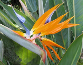 1 Pcs Starter Plant 4&quot; Tall Bird of Paradise Plant, Strelitzia Reginae P... - £30.10 GBP