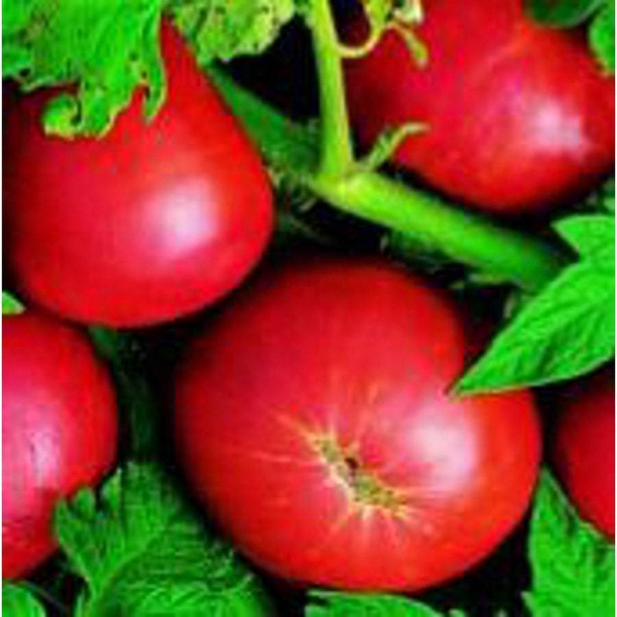 Marizol Purple Tomato Seeds Fresh Gardening USA SELLER - $8.59