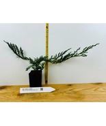 Bar Harbor Juniper - $37.84 CAD+
